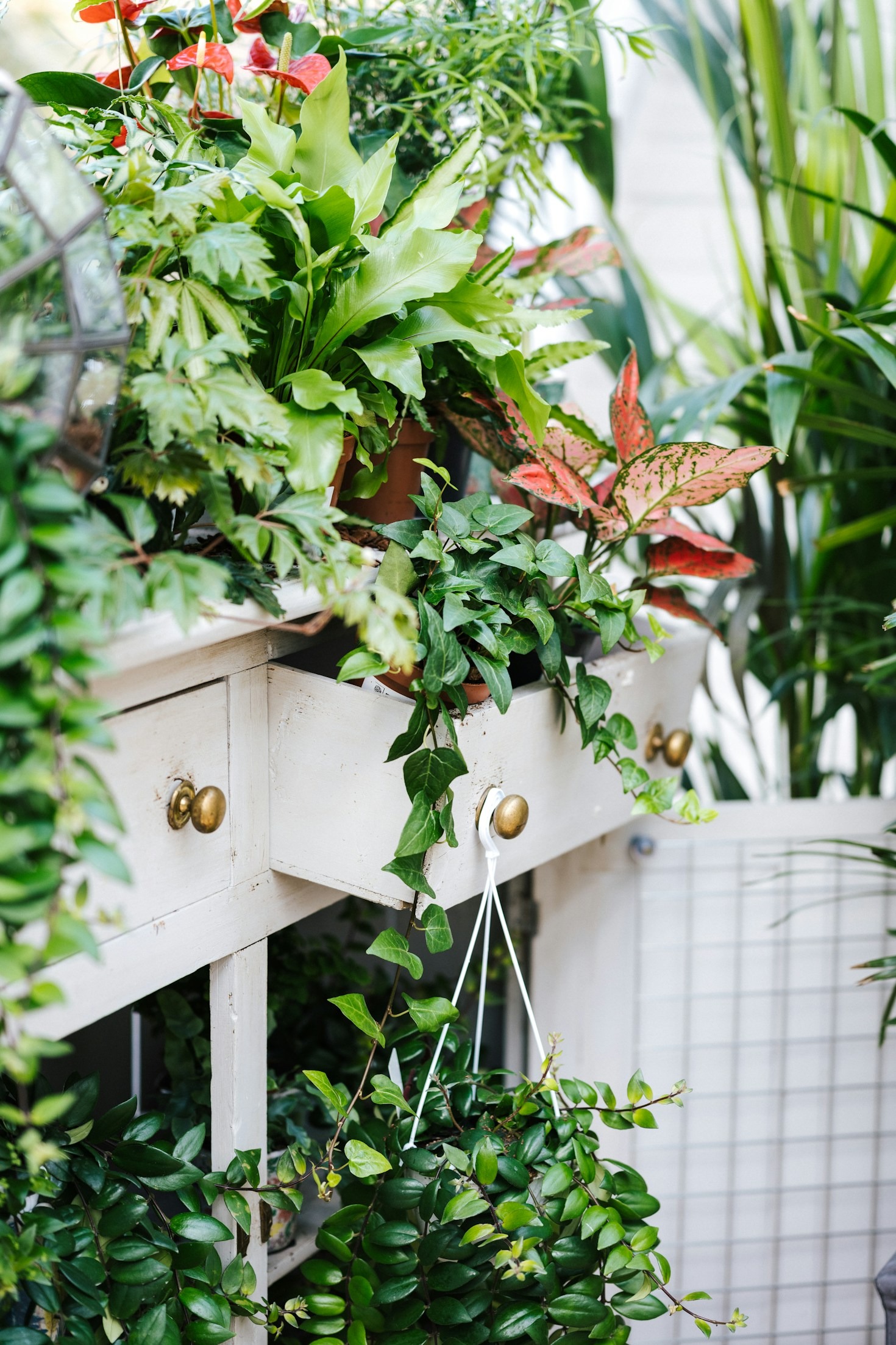 Life Lessons Learned from My Indoor Garden